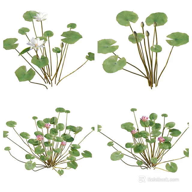 Water Lily Plants With Green Round Leaves White Pink Blooms And Small Buds 3d model 