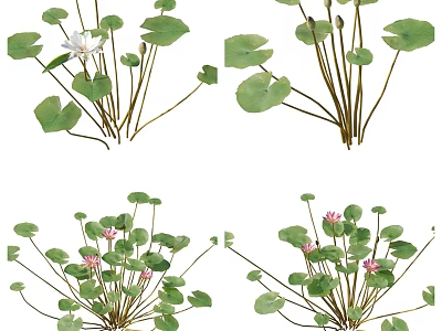 Water Lily Plants With Green Round Leaves White Pink Blooms And Small Buds 3d model