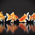 Four Orange Goldfish Swimming Gracefully In Black Background With Clear Reflection 3d model