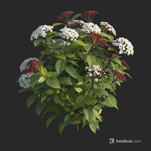 Shrub with White and Red Flowers and Green Leaves in Full Bloom 3d model 