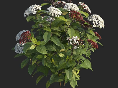 Shrub with White and Red Flowers and Green Leaves in Full Bloom 3d model