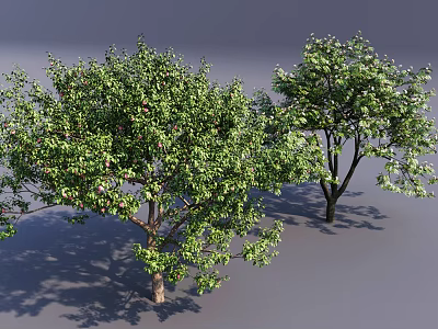 Two Healthy Arbor Trees With Green Leaves Dense Canopies And White Blossoms 3d model