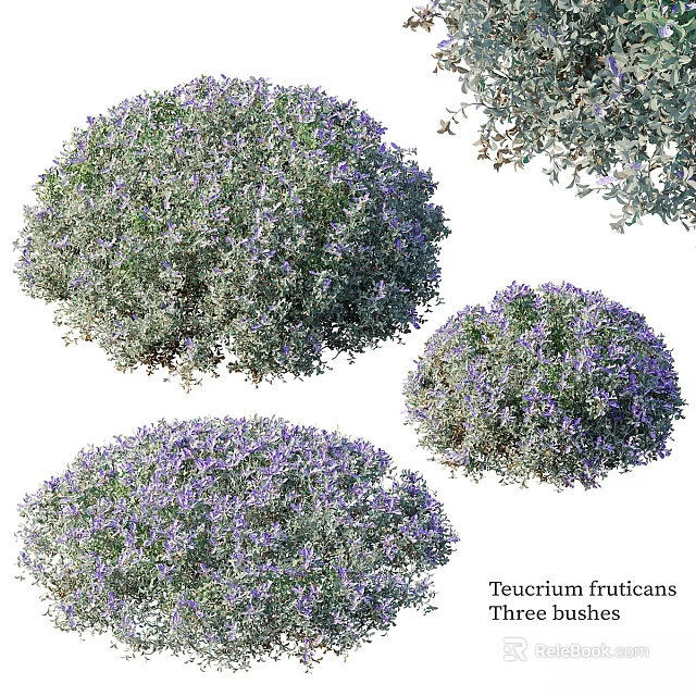 Teucrium fruticans Shrub With Purple Flowers And Round Silvery Green Foliage 3d model 