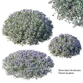 Teucrium fruticans Shrub With Purple Flowers And Round Silvery Green Foliage