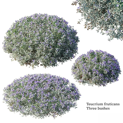 Teucrium fruticans Shrub With Purple Flowers And Round Silvery Green Foliage 3d model