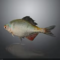 Colorful Silver Fish With Scaly Body And Red Fins On Dark Background