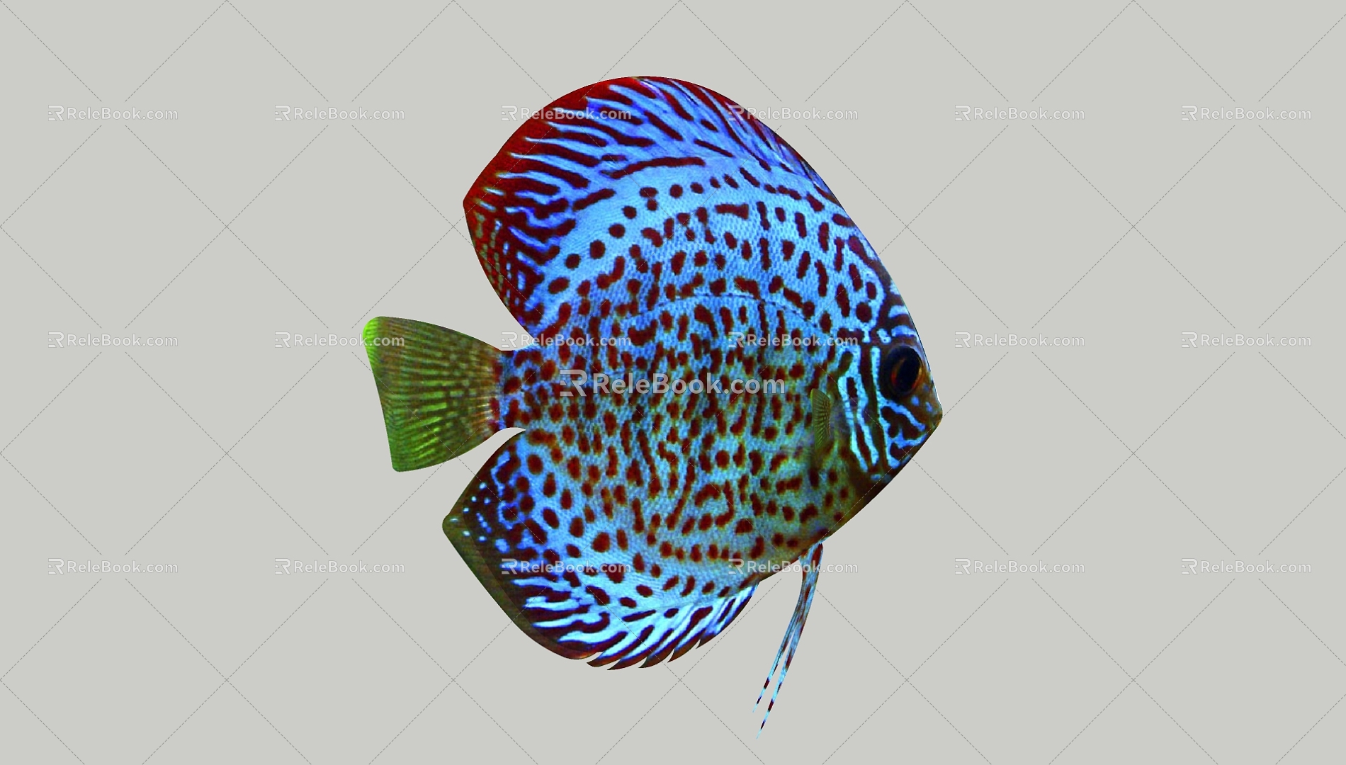 Fish 3d model