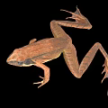Brown Frog With Detailed Body Structure Legs And Webbed Feet On Black Background Close-Up View
