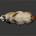 Cute Llama With Light Brown And White Fur Standing On Gray Background
