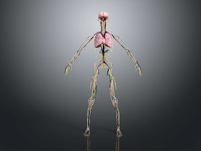 Human Head Organs Anatomy In Skeleton Model With Vascular System And Lungs 3d model