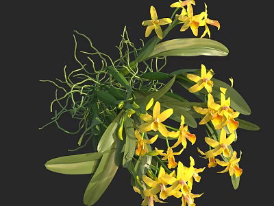 Beautiful Blooming Yellow Orchids with Green Leaves and Slender Curly Vines 3d model
