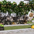 Rural Landscape With Traditional Building Vine Pergola Green Plants And Pumpkin Decoration