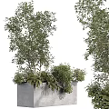 Green Trees And Shrubs In Grey Planters With White Background And Lush Foliage
