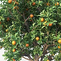 Garden Accent Vibrant Orange Tree Bearing Ripe Fruits And Lush Green Leaves