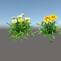 Flower Plants Featuring White Yellow Daisies And Yellow Orange Blooms With Green Leaves
