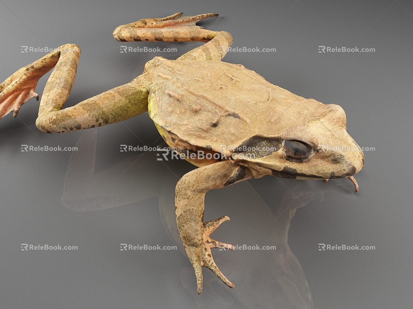 Japanese forest frog frog animal 3d model