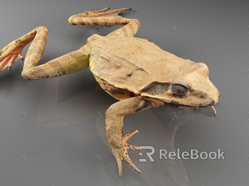 Japanese forest frog frog animal model