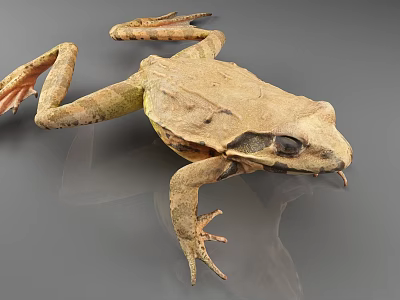 Realistic Brown Reptile With Textured Skin On Gray Background Surface 3d model