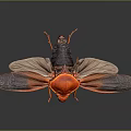 Detailed Red Insect With Orange And Dark Colored Wings On Dark Background