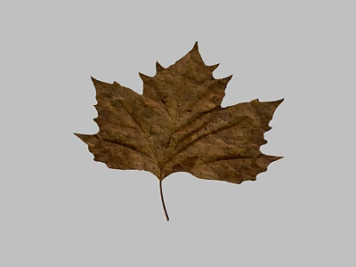 Dried Brown Arbor Leaf With Serrated Edges And Natural Texture On Gray Background 3d model