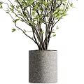Elegant Bonsai Potted Plant With Lush Green Leaves And Slender Brown Branches In Gray Pot