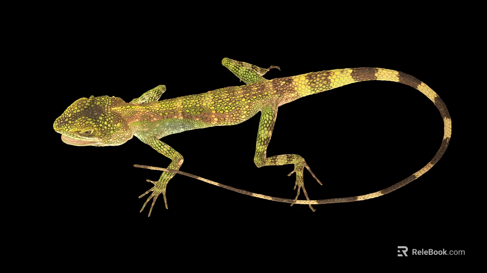 Green And Yellow Spotted Lizard With Long Tail On Black Background Close Up View 3d model 