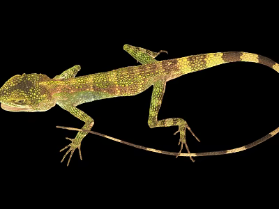 Green And Yellow Spotted Lizard With Long Tail On Black Background Close Up View 3d model
