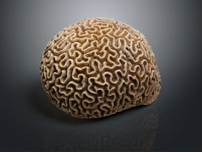 Tan Brain Coral With Intricate Patterns And Detailed Texture On Dark Background 3d model