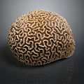 Tan Brain Coral With Intricate Patterns And Detailed Texture On Dark Background