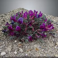Purple Flowers Growing In Gravel With Green Leaves And Small Stones