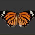 Monarch Butterfly With Spread Orange Black And White Spotted Wings On Dark Background Showing Reflection