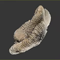 Light Brown Sea Anemone With Ruffled Tentacles On Black Reflective Surface
