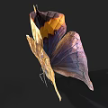 Brown And Yellow Butterfly With Leaf Like Wing Texture And Spread Wings On Black Background