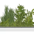 Various Tropical Green Potted Plants In White Rectangular Planter For Indoor Decoration