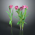 Pink Tulips With Green Leaves And Stems Against Dark Background With Reflections
