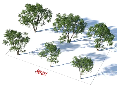 Arbor Design Featuring Chinese Scholar Trees for Garden Landscape and Shade 3d model