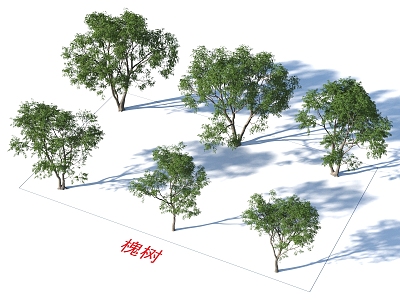 Sophora tree Trees Plants model