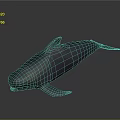 Gray Aquatic Animal Dolphin With Streamlined Body Natural Posture And Smooth Skin Texture