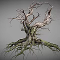 Withered Tree Trunk With Green Moss On Roots And Dry Branches Natural Look