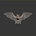 Two Light Brown Flying Bats With Transparent Wings On Dark Background 3d model
