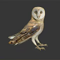 Beautiful Barn Owl With White Face And Brown Gray Feathers Standing On Black Surface