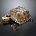 Lifelike Crawling Tortoise With Patterned Brown Yellow Textured Shell