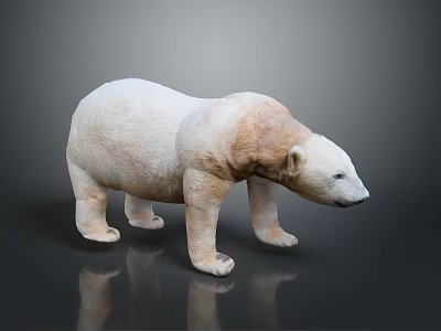 White And Light Brown Polar Bear Model Standing On Dark Background With Reflection 3d model