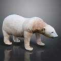 White And Light Brown Polar Bear Model Standing On Dark Background With Reflection 3d model