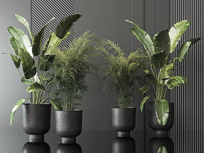 Lush Bonsai Potted Plants In Black Pots With Large Leaves Ferns And Dark Wall Background 3d model