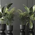 Lush Bonsai Potted Plants In Black Pots With Large Leaves Ferns And Dark Wall Background