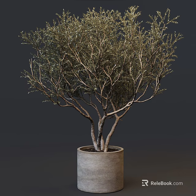 Bonsai Tree With Multiple Trunks And Lush Green Foliage In Concrete Pot 3d model 