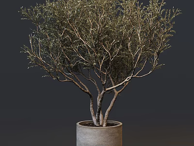 Bonsai Tree With Multiple Trunks And Lush Green Foliage In Concrete Pot 3d model