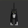 Gray Cat Standing With White Paws Chest And Yellow Eyes On Smooth Black Surface