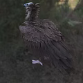 Brown Feathered Vulture With Bald Head Standing On Grassy Field In Natural Habitat